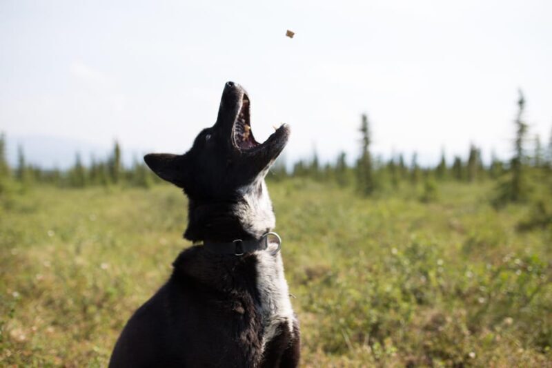 Denali: 1 Hour Tundra Walk With Free Running Sled Dogs - Denali: 1 Hour Tundra Walk With Free Running Sled Dogs – An Authentic Alaskan Experience