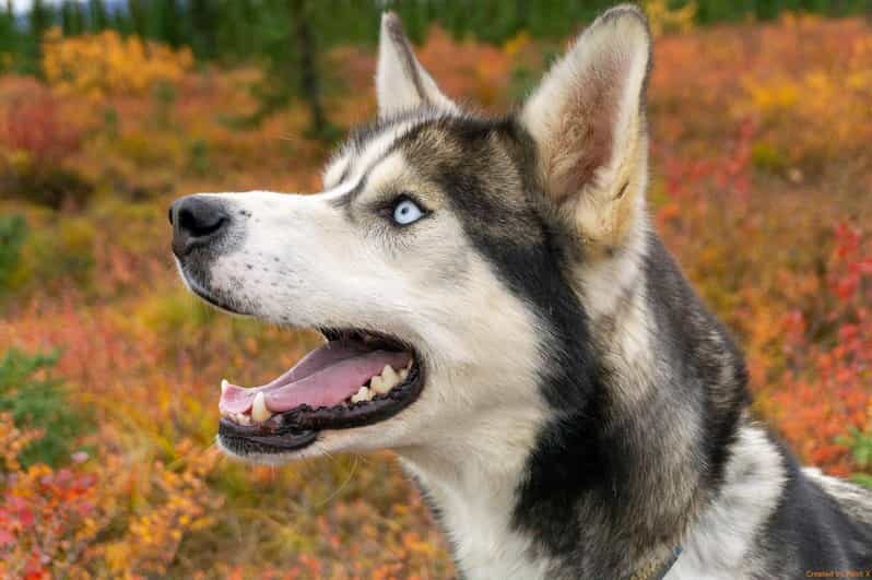 Denali: 1 Hour Tundra Walk With Free Running Sled Dogs - Who Should Consider This Tour?