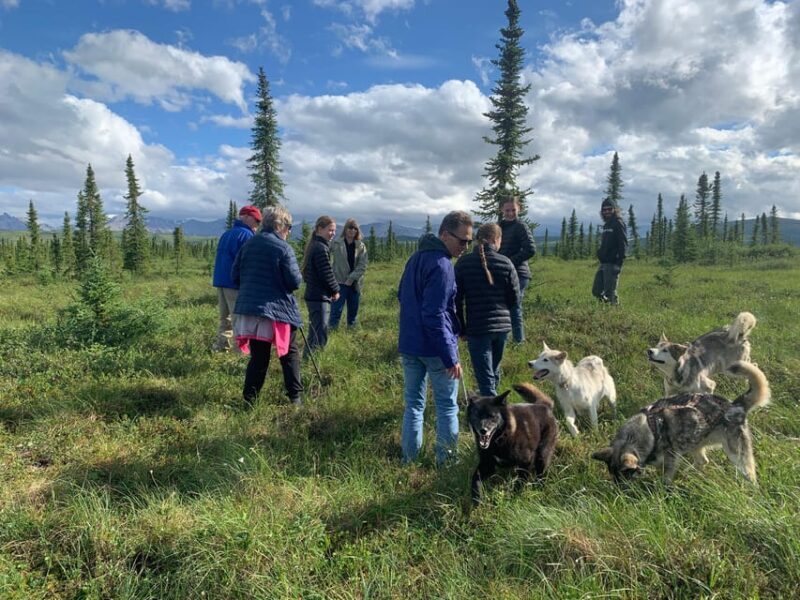 Denali: 1 Hour Tundra Walk With Free Running Sled Dogs - The Sum Up: Why Choose This Experience?