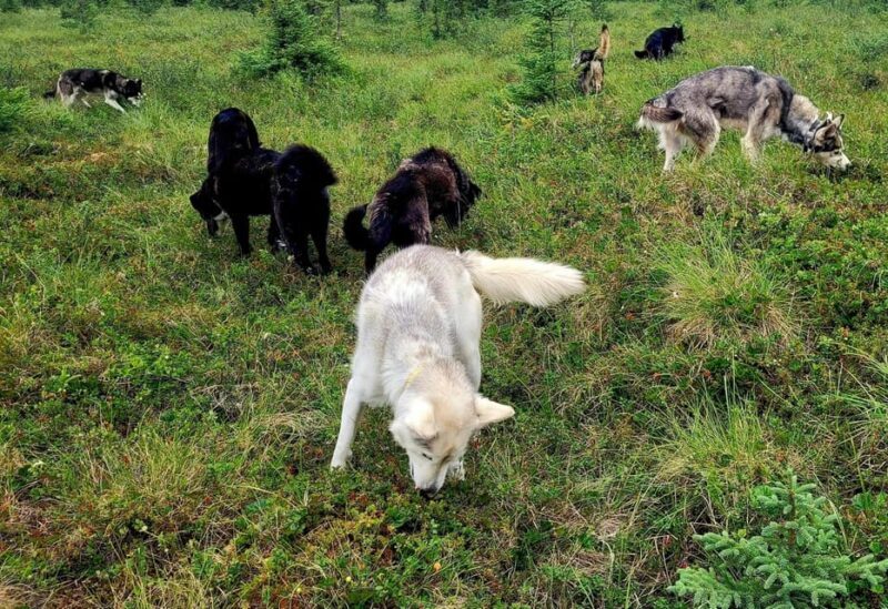 Denali: 1 Hour Tundra Walk With Free Running Sled Dogs - FAQ