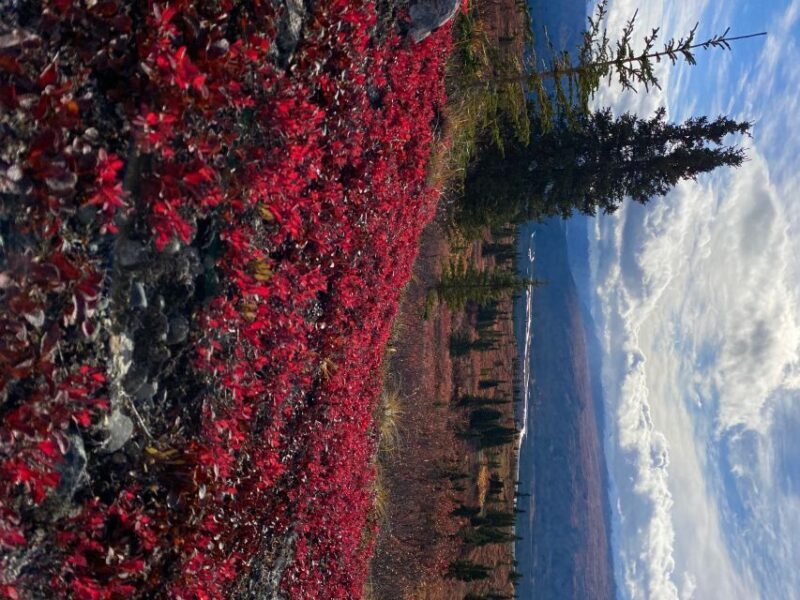 Denali: Denali National Park Walking Tour - Who Will Enjoy This Tour?