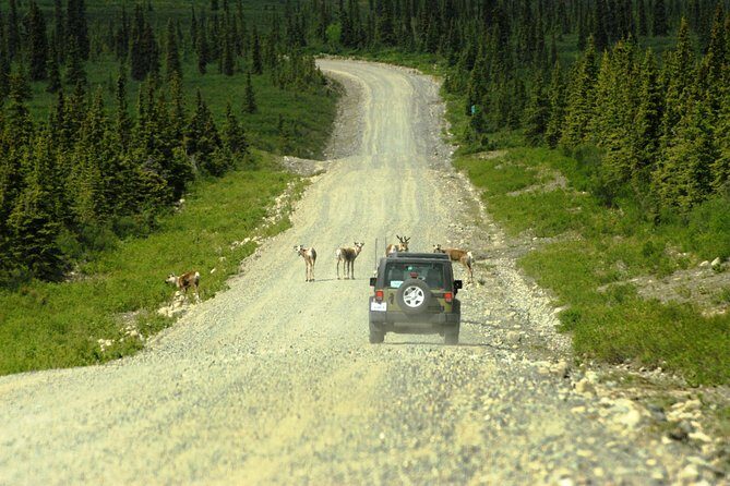 Denali Highway Jeep Excursion - The Sum Up