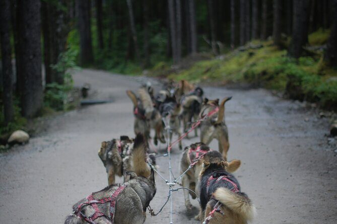 Denali Husky Kennel & Brewpub Visit  Half-Day Experience - Key Points