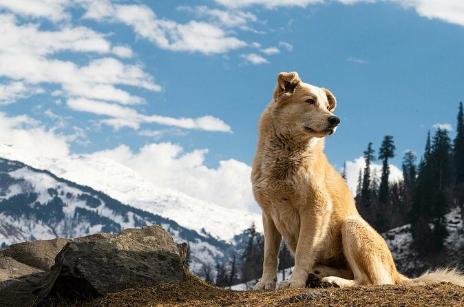 Denali Husky Kennel & Brewpub Visit  Half-Day Experience - FAQs