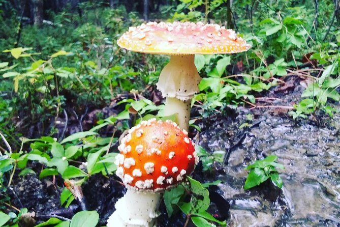 Denali National Park Walking Tour - Exploring the Denali National Park Walking Tour