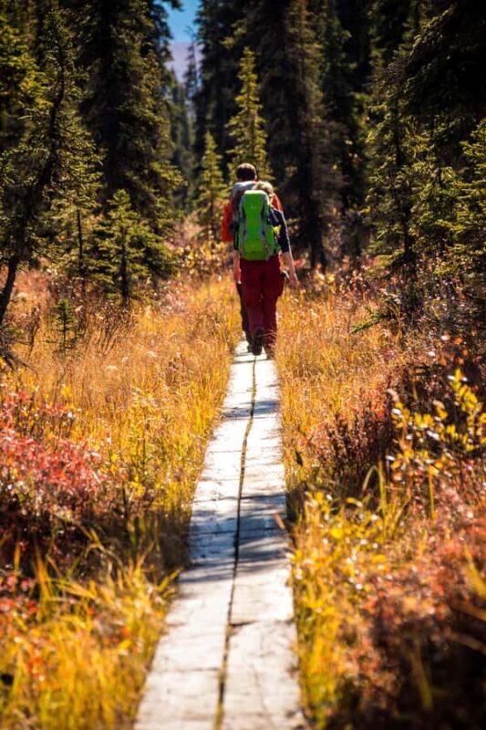 Denali: Rock Creek Trail Guided Evening Hike with Pickup - Discover Denali on the Rock Creek Trail Guided Evening Hike