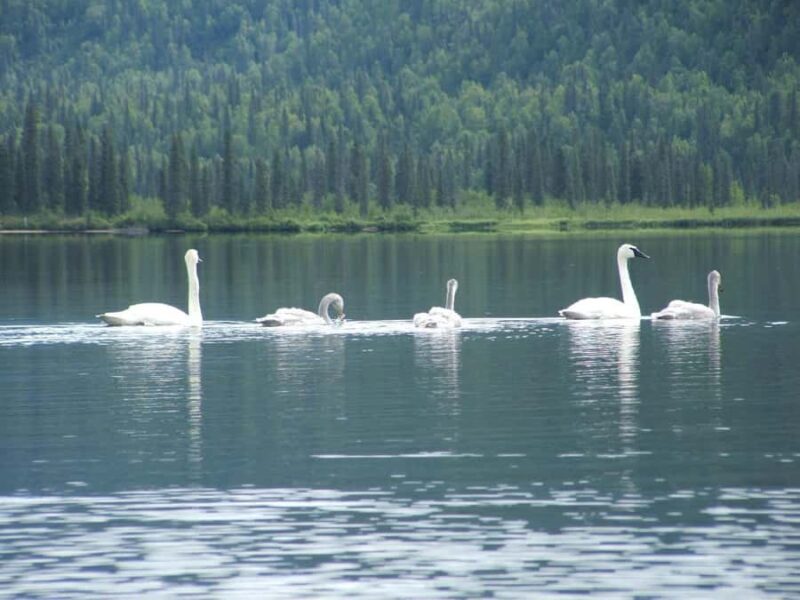 Denali State Park: Guided Byers Lake Kayaking Tour - Key Points