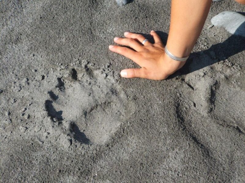 Denali State Park: Guided Byers Lake Kayaking Tour - Practical Tips to Prepare