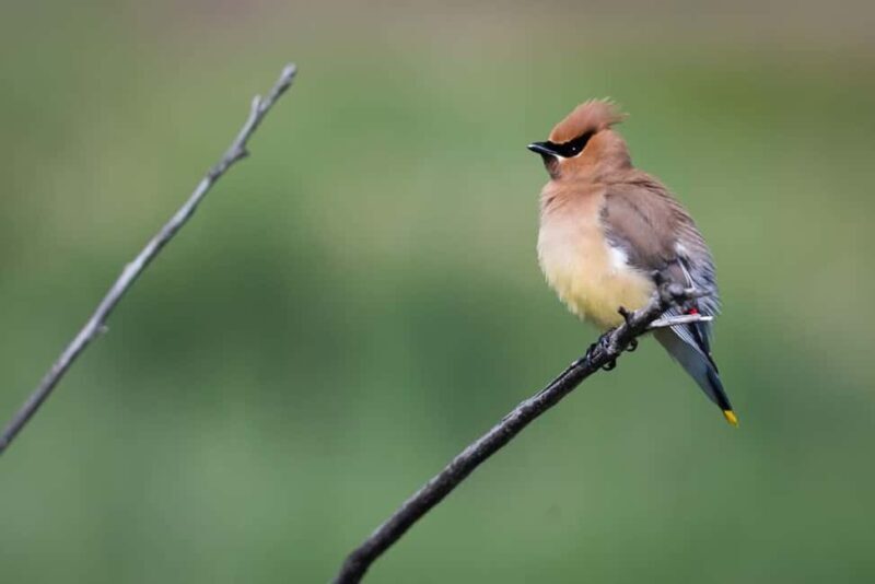 Denver: Birding Basics and Beyond - Discover the Birding Adventure in Denver’s Parks