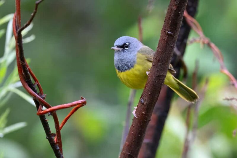 Denver: Birding Basics and Beyond - Who Will Enjoy This Tour?