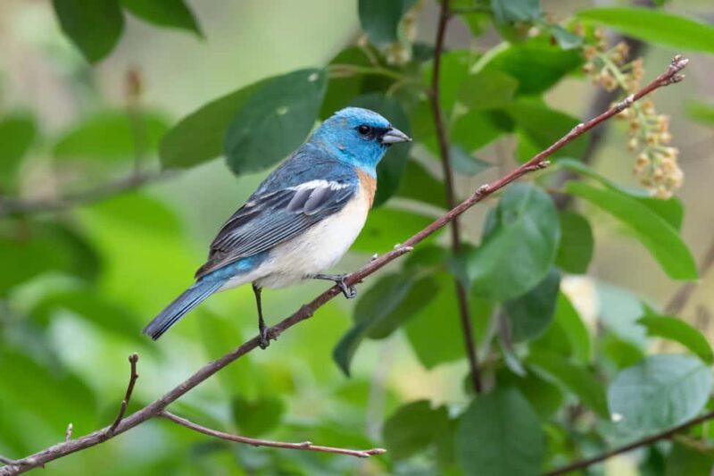 Denver: Birding Basics and Beyond - Final Thoughts