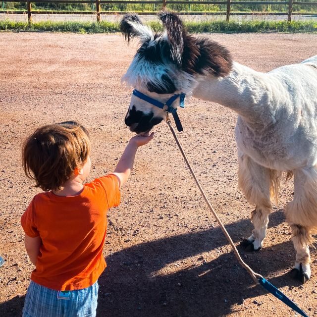 Denver: Llama Hike in the Rocky Mountains - A Deep Dive Into the Experience
