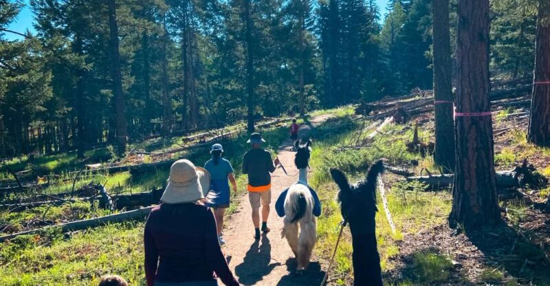 Denver: Llama Hike in the Rocky Mountains - Price and Value