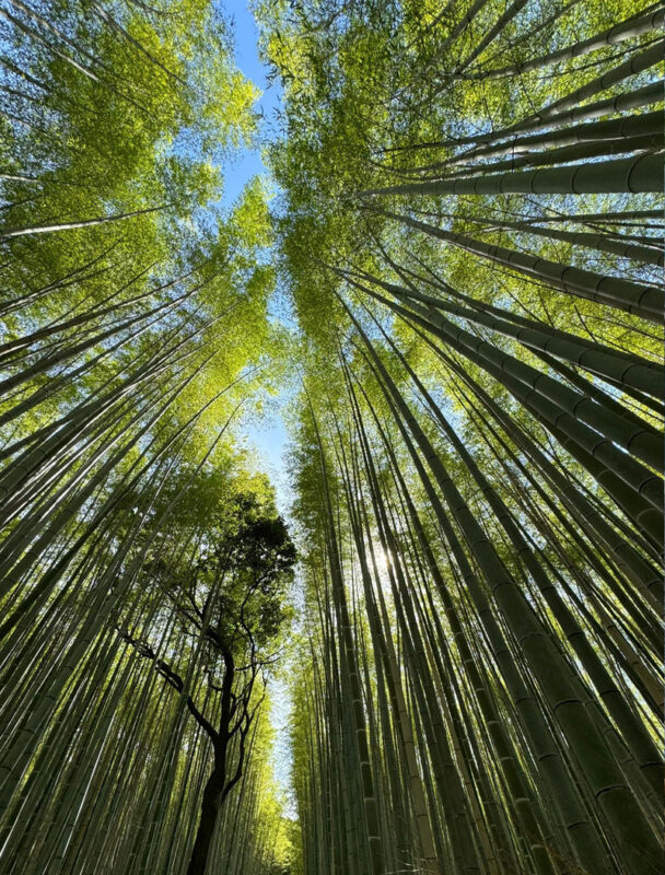 Depart at noon Arashiyama Moon Lantern Festival Limited | Kyoto Fushimi Inari Shrine & Nara Park Day Trip (Small Group with Driver-Guide, Optional Hotel Pickup) - Lantern tickets and choosing the right package