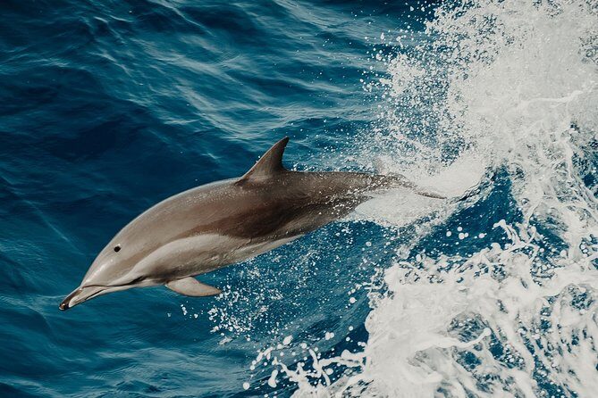 Depart Saint Raphaël: Meet the Dolphins - An In-Depth Look at the Saint-Raphaël Dolphin Tour