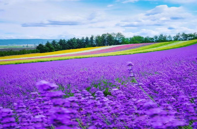 Departing at 11:00: Blue Pond Illumination & Ningle Terrace & Christmas Tree & Shirogane Blue Pond & Shikisai-no-Oka One-Day Tour | Departing from Sapporo - One day from Sapporo, five different scenes