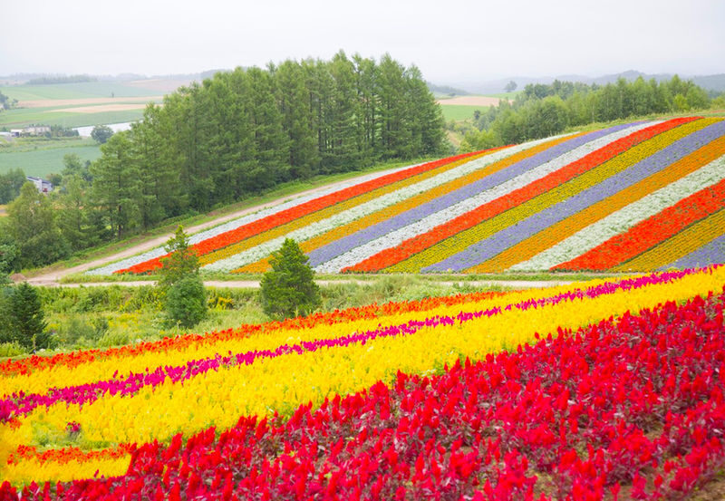 Departing at 11:00: Blue Pond Illumination & Ningle Terrace & Christmas Tree & Shirogane Blue Pond & Shikisai-no-Oka One-Day Tour | Departing from Sapporo - Farm Tomita: lavender season is the main event