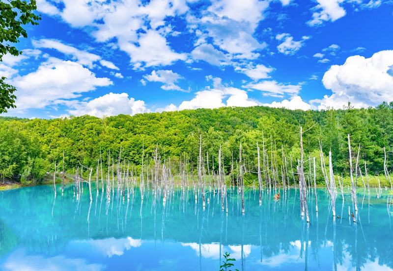 Departing at 11:00: Blue Pond Illumination & Ningle Terrace & Christmas Tree & Shirogane Blue Pond & Shikisai-no-Oka One-Day Tour | Departing from Sapporo - The roller-coaster road and Shikisai-no-Oka