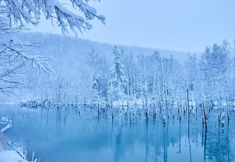 Departing at 11:00: Blue Pond Illumination & Ningle Terrace & Christmas Tree & Shirogane Blue Pond & Shikisai-no-Oka One-Day Tour | Departing from Sapporo - Ningle Terrace: cabins in the woods at dusk