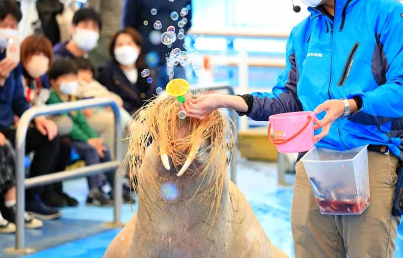 Departing from Nagoya: Ise Grand Shrine, Futami-ura Meoto Iwa (Wedded Rocks), Mikimoto Pearl Island / Toba Aquarium One-Day Tour - Key points before you book