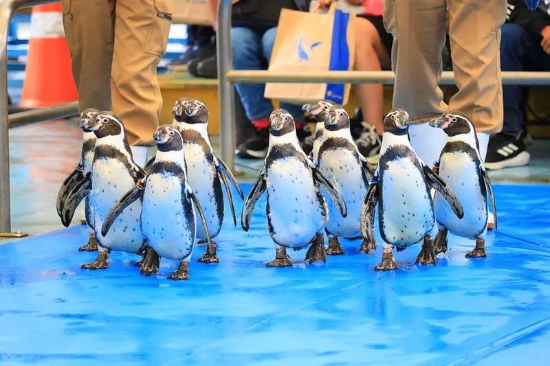Departing from Nagoya: Ise Grand Shrine, Futami-ura Meoto Iwa (Wedded Rocks), Mikimoto Pearl Island / Toba Aquarium One-Day Tour - Pearl Island or Toba Aquarium: check what your package includes