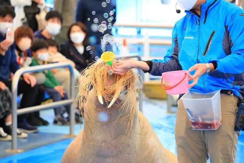 Departing from Nagoya: Ise Grand Shrine, Futami-ura Meoto Iwa (Wedded Rocks), Mikimoto Pearl Island / Toba Aquarium One-Day Tour - Should you book?