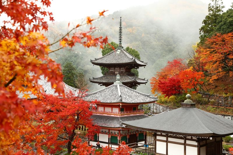 Departing from Osaka: Fushimi Inari Shrines Senbon Torii, Nara Park, Todai-ji Temple, Tsubosaka-dera Temples Hidden Gem / Yoshino Mountain Autumn Leaves One-Day Tour - Nara Park, deer and old-capital atmosphere