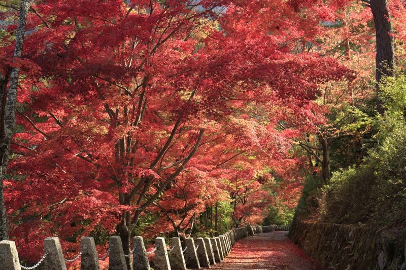 Departing from Osaka: Fushimi Inari Shrines Senbon Torii, Nara Park, Todai-ji Temple, Tsubosaka-dera Temples Hidden Gem / Yoshino Mountain Autumn Leaves One-Day Tour - Todai-ji and the Great Buddha