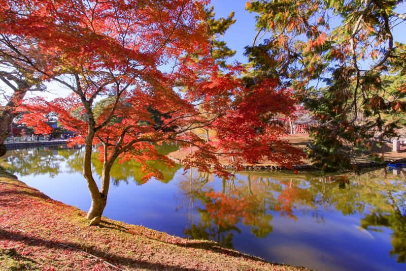Departing from Osaka: Fushimi Inari Shrines Senbon Torii, Nara Park, Todai-ji Temple, Tsubosaka-dera Temples Hidden Gem / Yoshino Mountain Autumn Leaves One-Day Tour - Takami no Sato in spring, Mount Yoshino in autumn