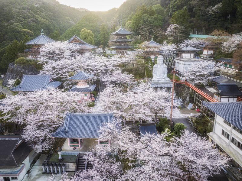 Departing from Osaka: Fushimi Inari Shrines Senbon Torii, Nara Park, Todai-ji Temple, Tsubosaka-dera Temples Hidden Gem / Yoshino Mountain Autumn Leaves One-Day Tour - How the day suits different plans