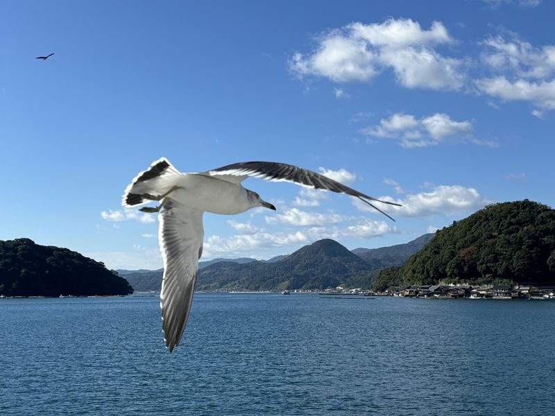 (Departing from Osaka/Kyoto) Kyoto by the Sea Day Trip: Amanohashidate, Ine Funaya, Ine Bay Boat Tour, Chionji Temple, Optional Tango Sea Train - Ine Bay by sightseeing boat