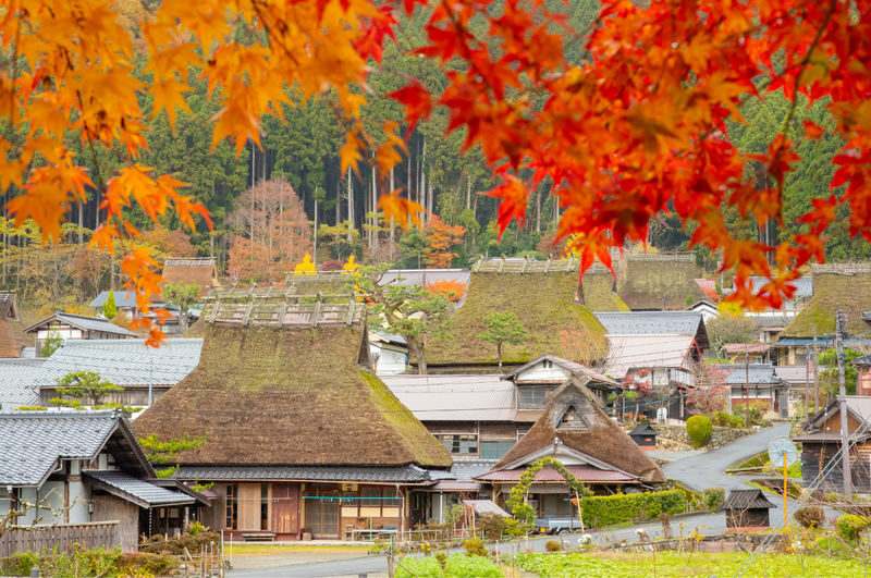 Departing from Osaka/Kyoto: Kyoto/Nara/Osaka Enjoy a flexible and customized chartered car day trip in Kansai - Nara Park: time for more than a photograph