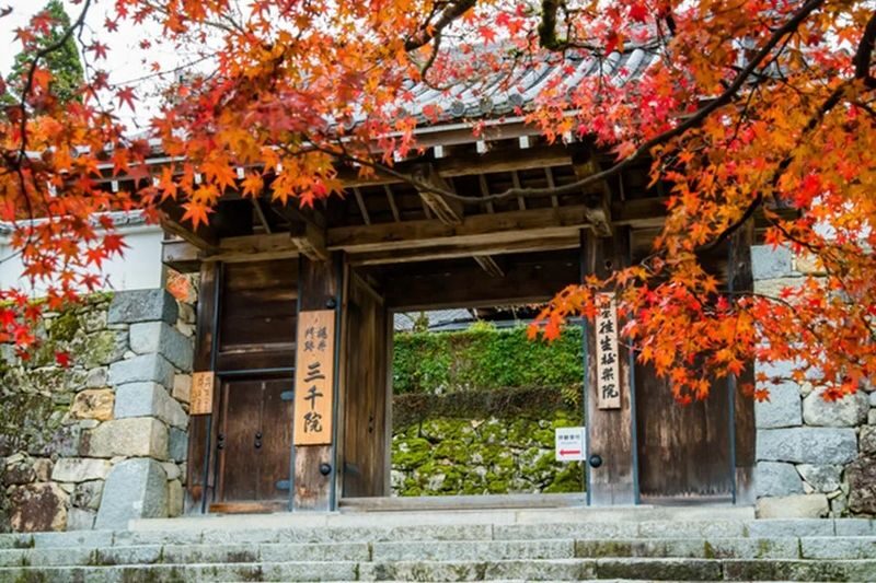 Departing from Osaka | Kyoto Nara Classic & Mountain Secrets Small Group Tour: Fushimi Inari-Nara Park or Arashiyama-Sanzenin-Kifune Shrine Dual Plans Available - Is this the right Osaka day trip for you?
