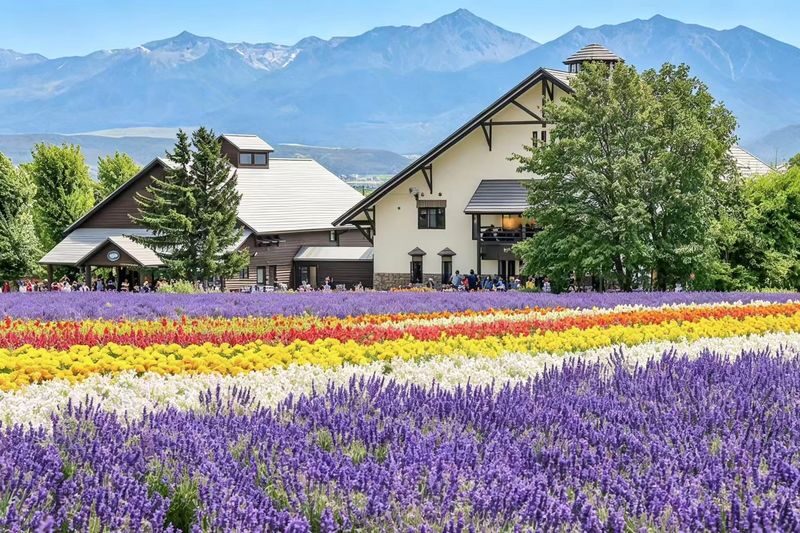 (Departing from Sapporo, Hokkaido, choose 1 of 2 routes) Shikisai no Oka + Farm Tomita OR Asahiyama Zoo + Shirogane Blue Pond 1-Day Tour - What to know before you go
