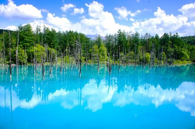 (Departing from Sapporo, Hokkaido, choose 1 of 2 routes) Shikisai no Oka + Farm Tomita OR Asahiyama Zoo + Shirogane Blue Pond 1-Day Tour - A day trip that trades freedom for reach