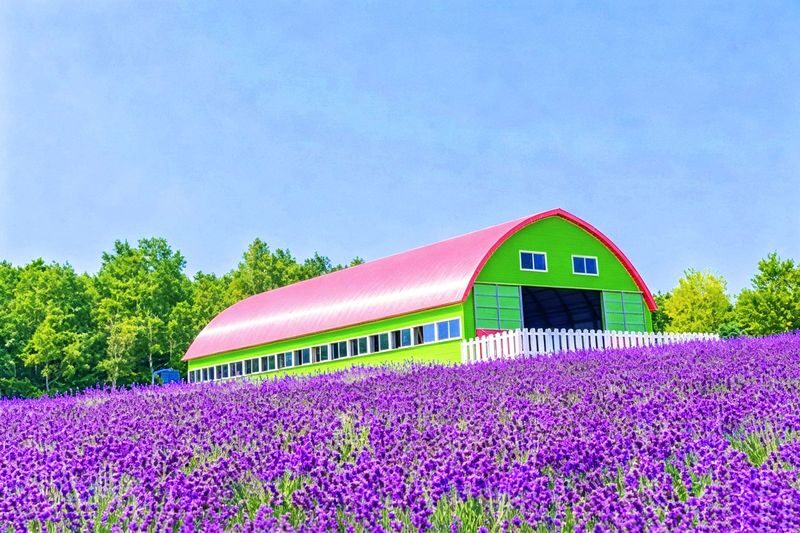 (Departing from Sapporo, Hokkaido, choose 1 of 2 routes) Shikisai no Oka + Farm Tomita OR Asahiyama Zoo + Shirogane Blue Pond 1-Day Tour - Shikisai-no-Oka: a rainbow made of planted rows