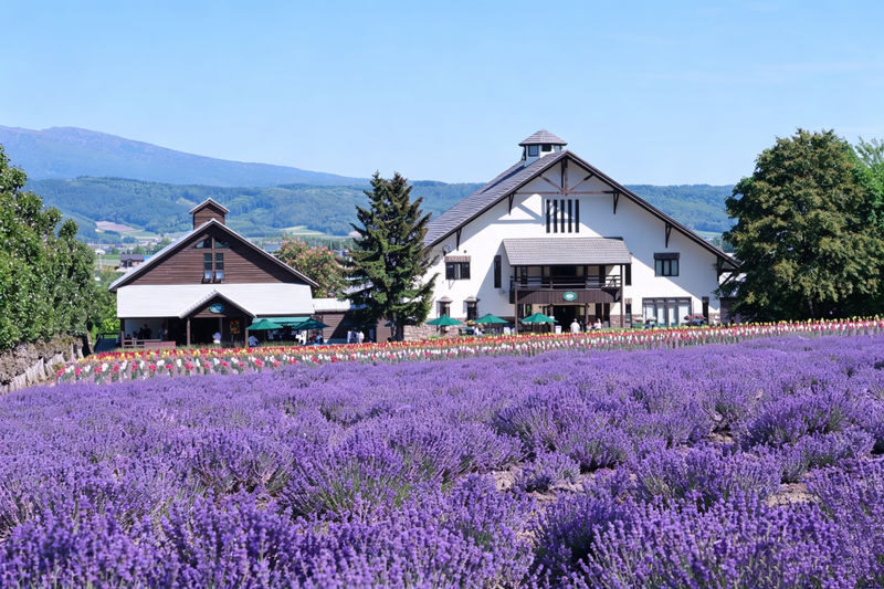 (Departing from Sapporo, Hokkaido, choose 1 of 2 routes) Shikisai no Oka + Farm Tomita OR Asahiyama Zoo + Shirogane Blue Pond 1-Day Tour - Lunch in Furano, at your own expense