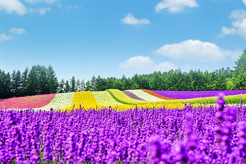 (Departing from Sapporo, Hokkaido, choose 1 of 2 routes) Shikisai no Oka + Farm Tomita OR Asahiyama Zoo + Shirogane Blue Pond 1-Day Tour - Farm Tomita: lavender’s most famous address