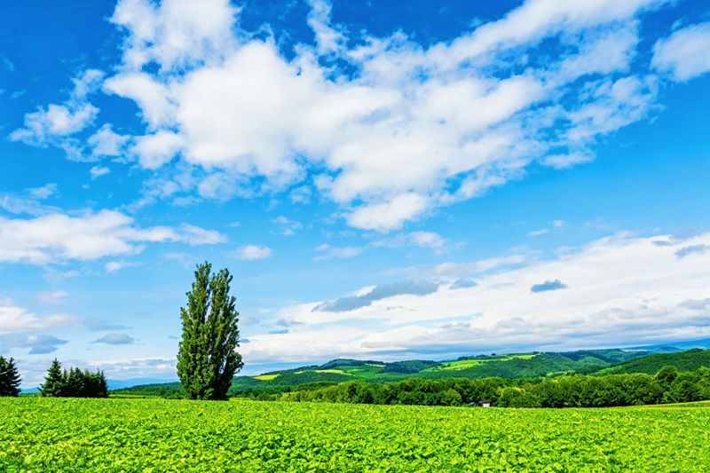 (Departing from Sapporo, Hokkaido, choose 1 of 2 routes) Shikisai no Oka + Farm Tomita OR Asahiyama Zoo + Shirogane Blue Pond 1-Day Tour - What the price includes, and what it does not