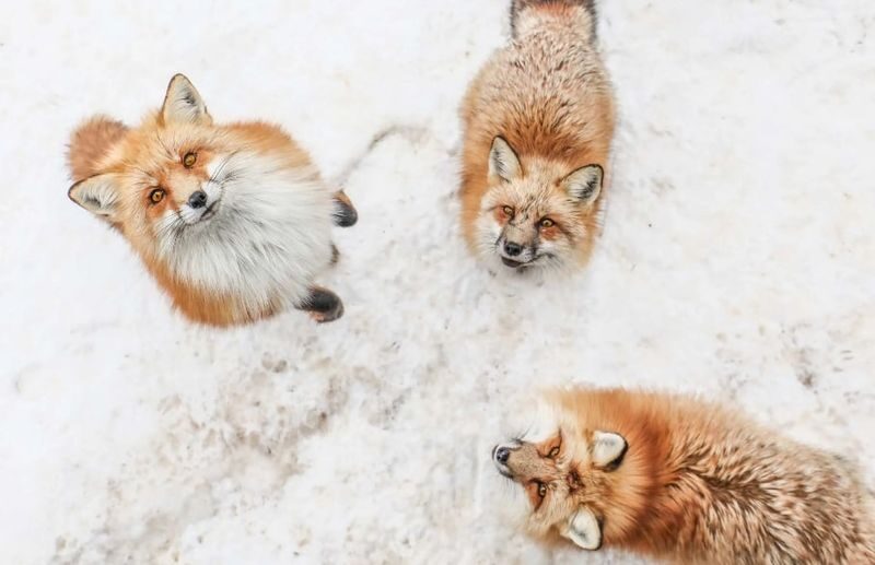 Departing from Tokyo: Ginzan Onsen, Zao Snow Monsters, Fox Village, and Hot Spring Ryokan Two-Day Tour - Day two: Zao’s snow-covered trees and ropeway queues