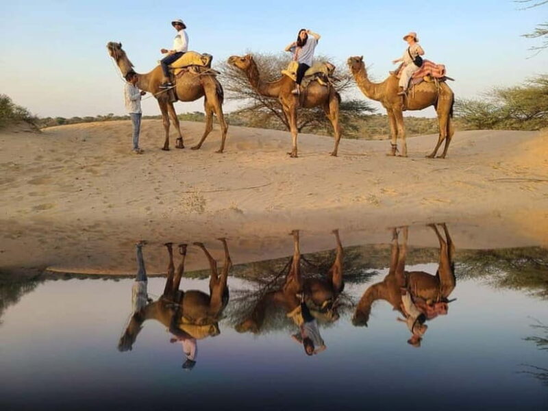 Desert Camel Safari Day Tour In Jodhpur - Key Points