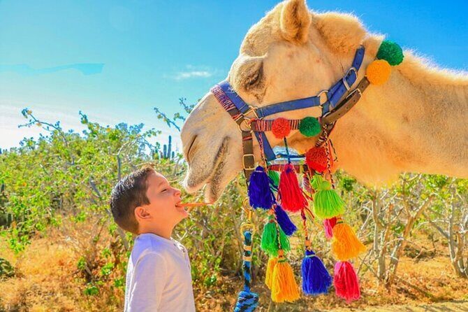 Desert & sea, Camel Safari tour in Los Cabos with lunch - Who Will Love This Tour?