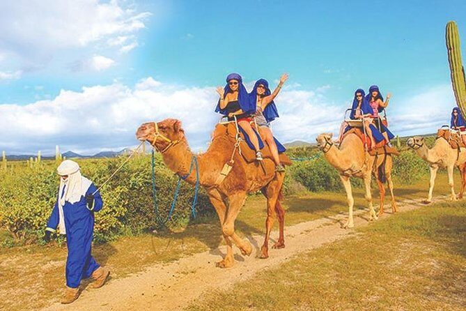 Desert & sea, Camel Safari tour in Los Cabos with lunch - Final Thoughts: Why Choose the Camel Safari?