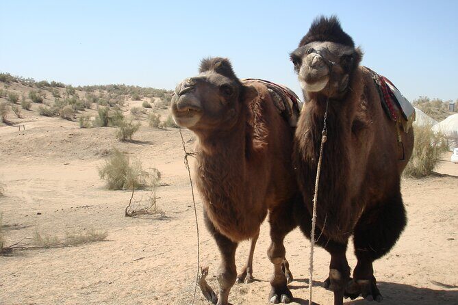 Desert Yurt Camp tour - 2 days (shared) - FAQ