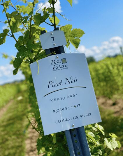 Designated Driver For Wine Tours - Traverse City - Experience the Convenience and Charm of the Designated Driver for Wine Tours in Traverse City