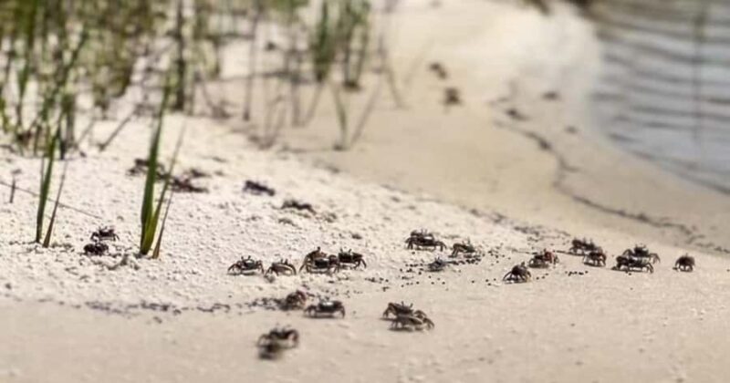 Destin: Clear Kayak Eco Tour with Island Stops - In The Sum Up