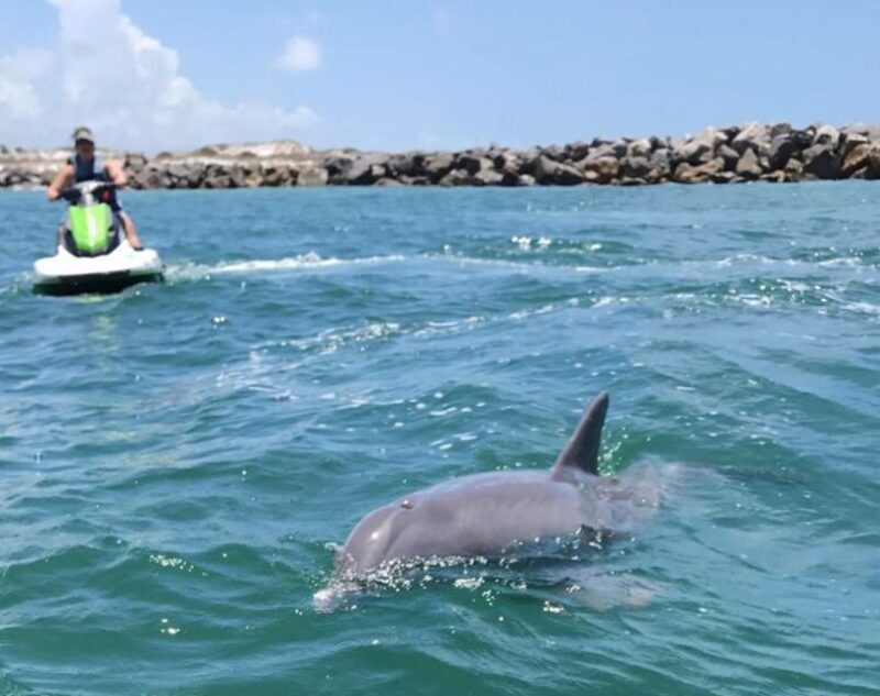 Destin: Crab Island Dolphin Watching Jet Ski Tour - FAQ