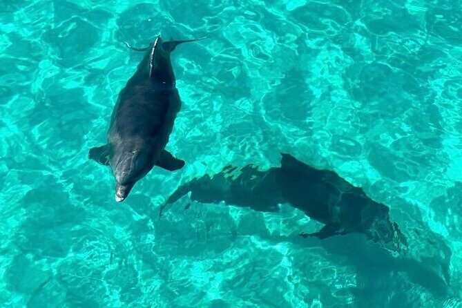 Destin Dolphin and Snorkeling Adventure Speedboat Tour - Key Points