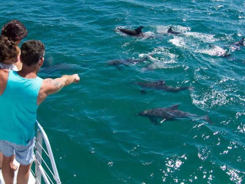Destin: Dolphin Watching Cruise - The Experience from Start to Finish