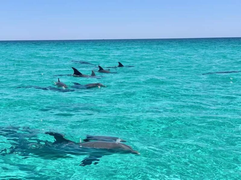Destin: Private Morning Dolphin Cruise - An In-Depth Look at the Destin Private Dolphin Cruise